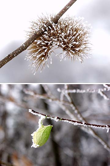 ウスタビガの空繭と霧氷
