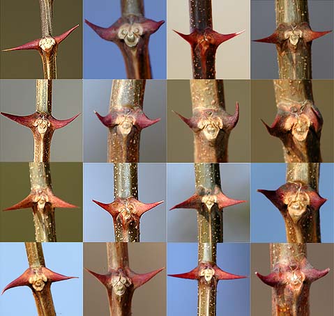 ニセアカシアの葉痕