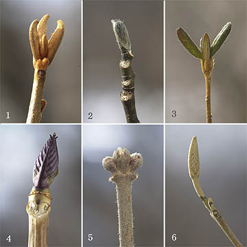 やわらかそうな冬芽