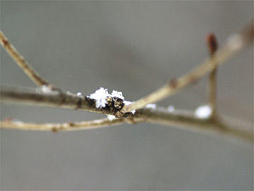 ウスタビガの卵