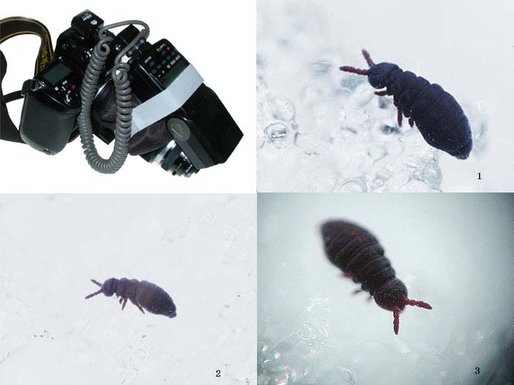             超接写（トビムシ）撮影法