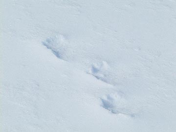 雪の上の足跡（サル？）