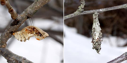 鳥に食われたジャコウアゲハの蛹