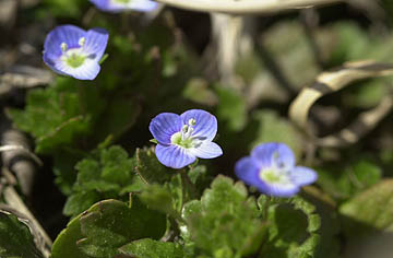 オオイヌノフグリ