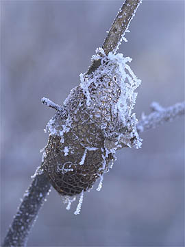 霧氷がついたクスサンの空マユ