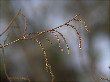 キブシのつぼみ