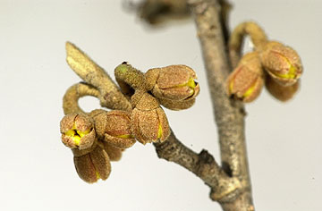 マンサクのつぼみ