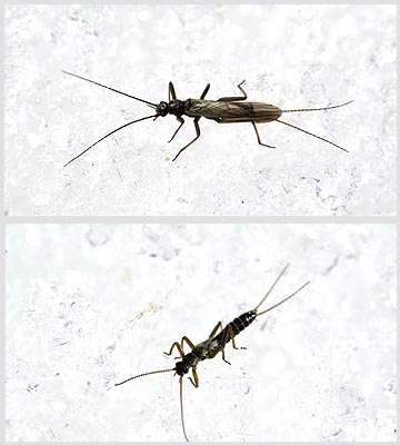 雪の上のカワゲラ