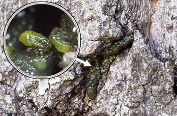 クヌギカメムシの孵化