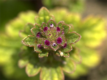 ホトケノザのつぼみ