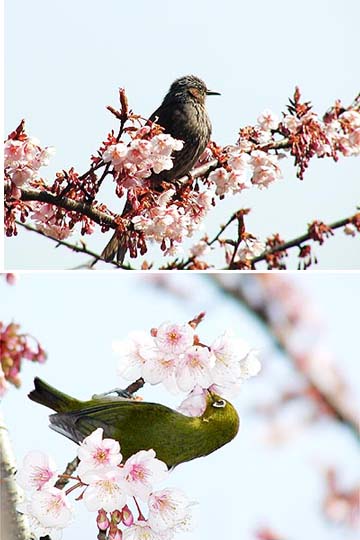カンザクラに来たメジロとヒヨドリ