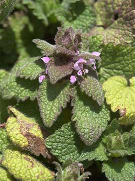 ヒメオドリコソウ