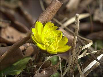 アトリエのフクジュソウ