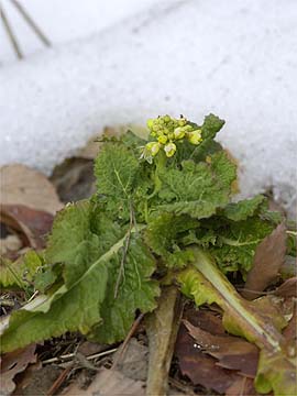 アトリエのナノハナ