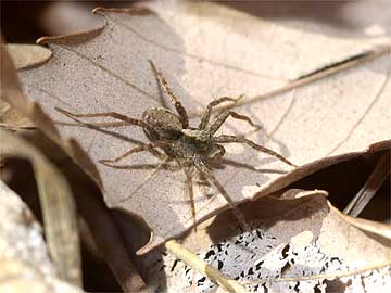 コモリグモの一種