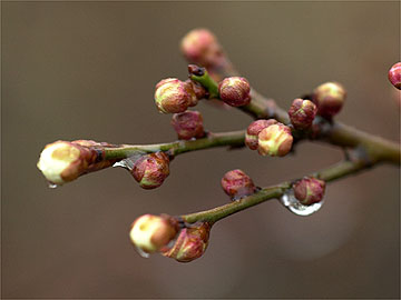 ウメのつぼみ