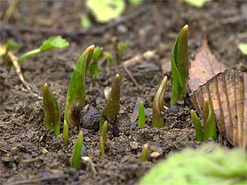 チューリップの芽