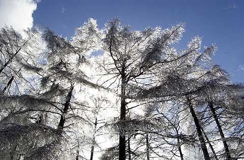 氷づけのカラマツ