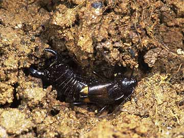 越冬中のコブハサミムシ