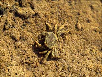 サワガニの子ども