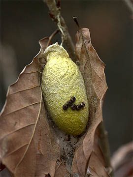 ヤママユの卵