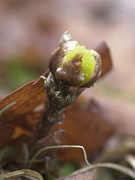 閉じたフクジュソウ