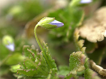 閉じてしまったオオイヌノフグリ
