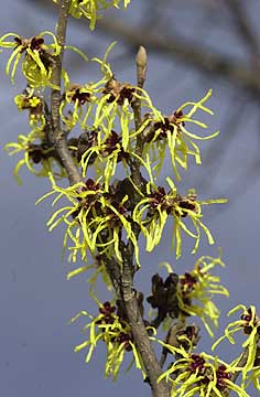 公園のマンサク