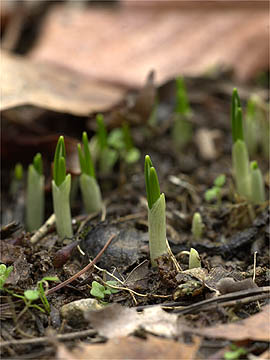 クロッカスの芽