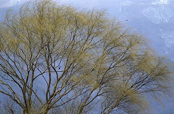 シダレヤナギに変化