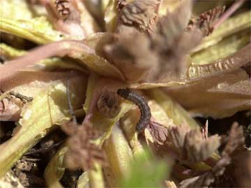 ウスバシロチョウの幼虫