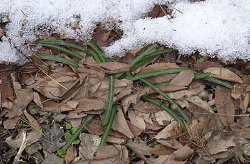 ヒガンバナの葉