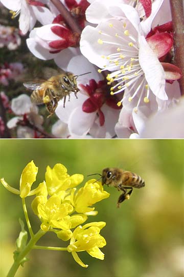 ミツバチとウメ