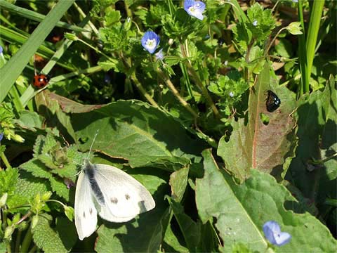 ２１世紀生まれのモンシロチョウ