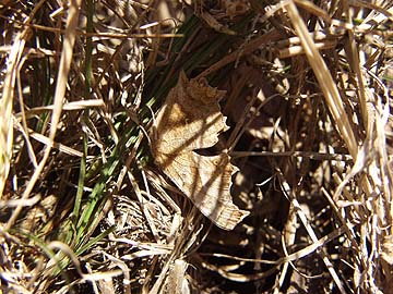 越冬中のキタテハ