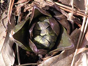 ヒヤシンスの芽