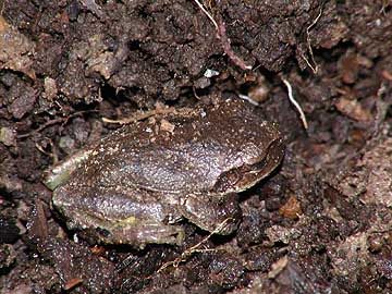 越冬中のアマガエル