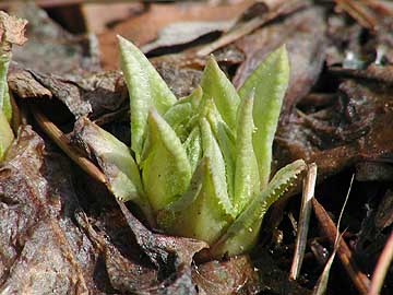 サクラソウの芽