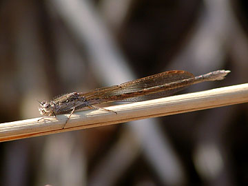 オツネントンボ