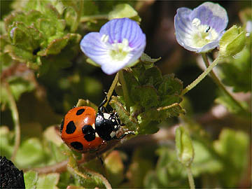 ナナホシテントウ