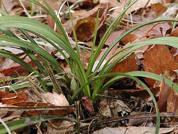 シュンランの新芽