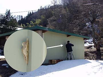 スジグロシロチョウの蛹