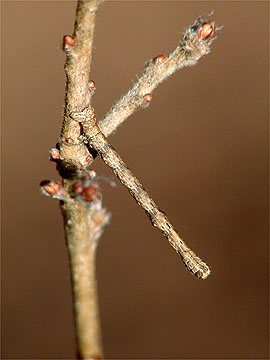 シャクガの幼虫