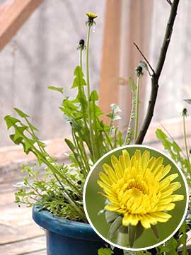 室内のタンポポ