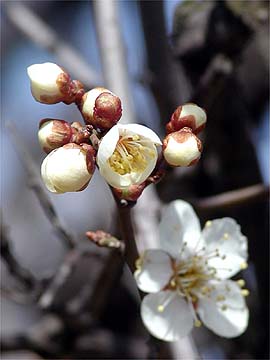 現在のウメの様子