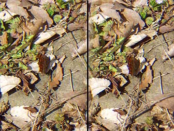 立体写真（シータテハ）