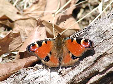 クジャクチョウ