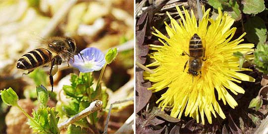 ニホンミツバチとタンポポ