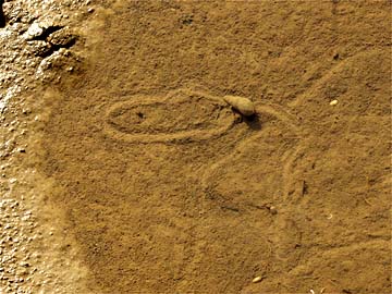 カワニナの歩いたあと