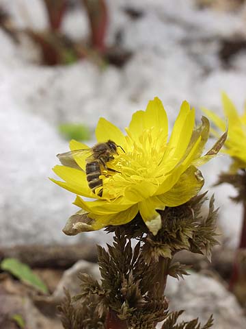 フクジュソウとニホンミツバチ